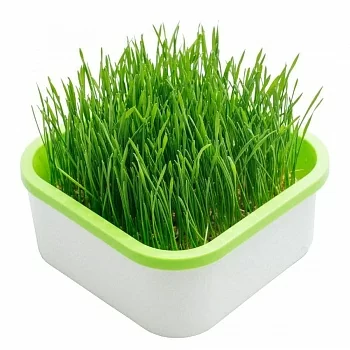 Проращиватель "Здоровья КЛАД"